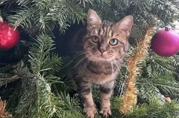 Chat perdu, Allée Romain Rolland, Lille - femelle tigrée - photo