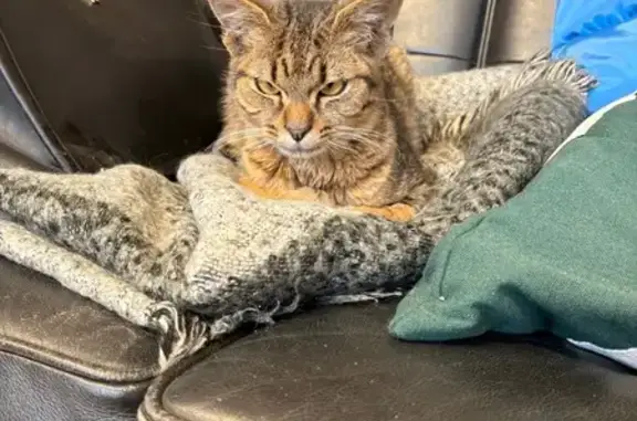 Animaux perdus Lille, photo: Perdu chat tigré, Creil, Lille - mâle non castré