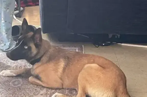 Lost male dog with blue eyes, Autumn Moon Drive, Las Vegas - photo