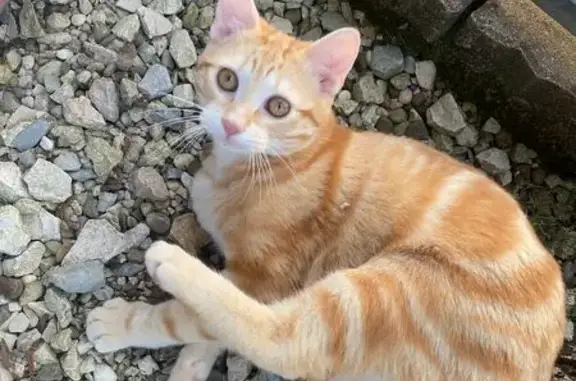 Chat perdu, Héricourt, photo: Perdu Chat homme, Rue Georges Tournu, Héricourt - chat roux castré