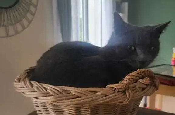 Animaux perdus Châlons-en-Champagne, photo: Chat perdu, Rue Michel Lardot, Bréviandes - femelle, gris cendré