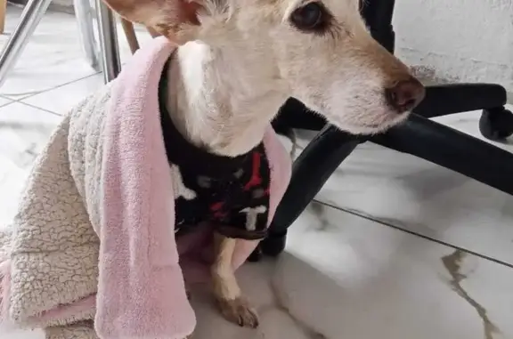 Cachorro perdido Fêmea (brl002555) - photo