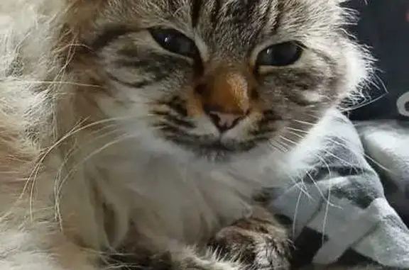 Animaux perdus Asnières-sur-Nouère, photo: Chat perdu, Lotissement des Sablons, Asnières-sur-Nouère - couleur créme avec bande foncée