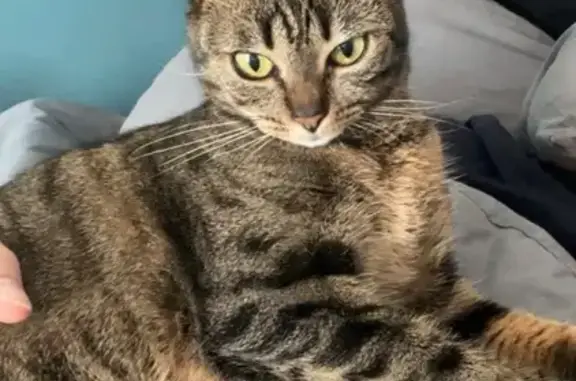 Chat perdu, Rue M. Yourcenar, Montigny-en-Gohelle - femelle stérilisée et pucée - photo