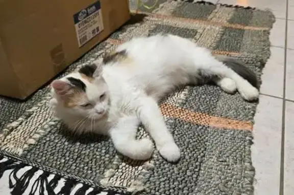 Animaux perdus Saint-Cloud, photo: Perdu Chat femelle, Rue Hélène de Laval, 3, Châteaugiron - petite taille