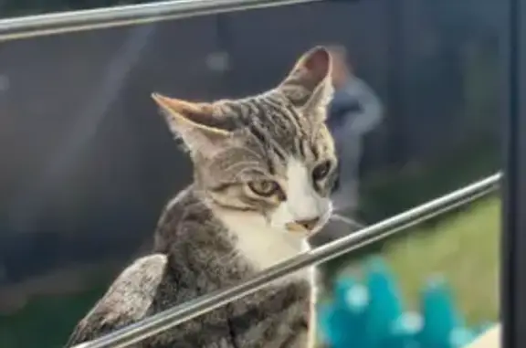 Chat perdu, Rue Flammarion, 56, Eaubonne, Paris - tigré avec ventre blanc - photo
