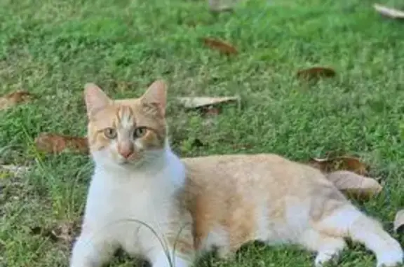 Lost male cat, Sheridan, Arkansas - bob tail - photo