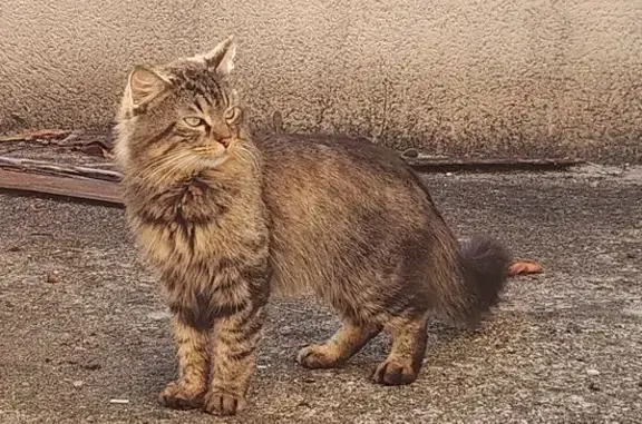 Animaux trouvés Paris, photo: Trouvé chat mâle tigré, Impasse Védrines, Gond-Pontouvre