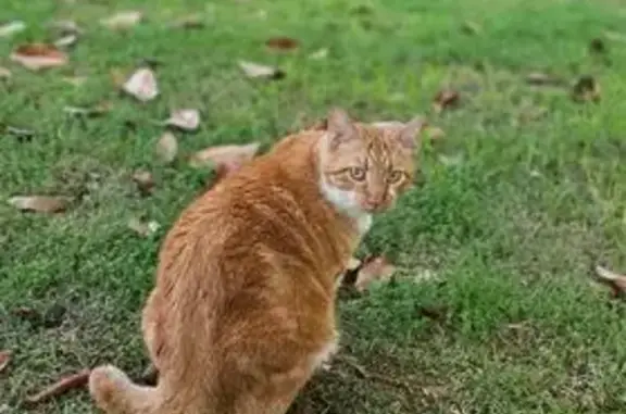 Lost male cat, Sheridan, Arkansas - half bob tail - photo