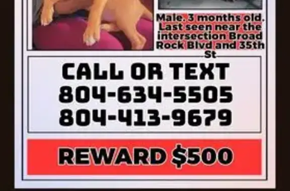 Lost male dog, Stockton Street, Richmond - photo