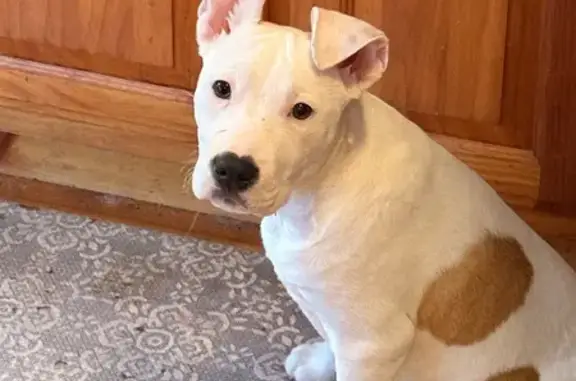 Lost female dog, Rothgeb Ridge Road, Blairsville - pitbull/staffy mix - photo