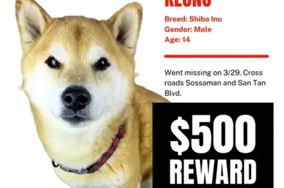 Lost dog, East Mary Ann Way, Queen Creek - male Shiba, 14 years old - photo