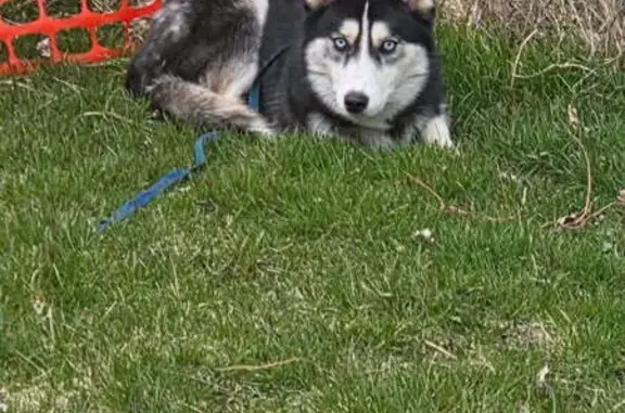 Found dog Griffith, photo: Found dog, North Oakwood Avenue, Griffith - black and white husky