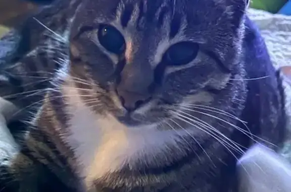 Lost male cat, Church Street, 411, Leslie - dark stripe with white feet - photo