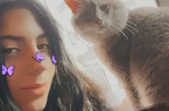 This is Ricky he is approximately 10 years old I got him from the Taylor animal shelter, he darted outside when my dad was leaving for work early in the morning if you spot him or see a post about him please contact me on my number (734)-419-4907 He’s a grey stripped tabby his cheeks are really chubby and his right ear is bent to the side(as seen in the pictures) , he is not neutered, his front k-9 tooth is chipped and he had a gold chain on his neck with a bell when he got out. Got out in Romulus Mi on meadow st (closest cross roads are Eureka and inkster)