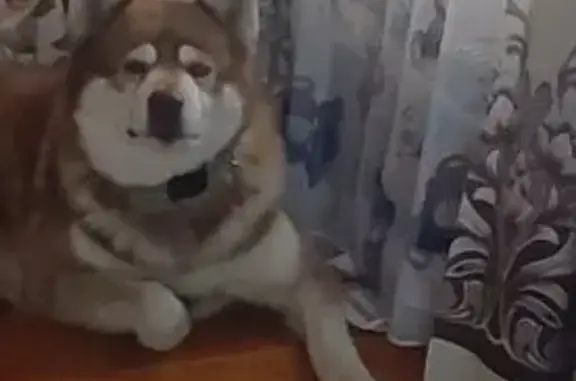 Зник собака, Семейська вулиця, 44, Дніпро - коричнева лайка з білими окулярами - photo