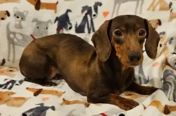 Lost female dog, Linden Street, Greenfield - reddish brown and skittish - photo