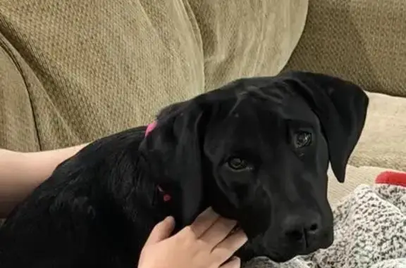 Lost female dog, Salt Creek Road, 230, Savannah - photo