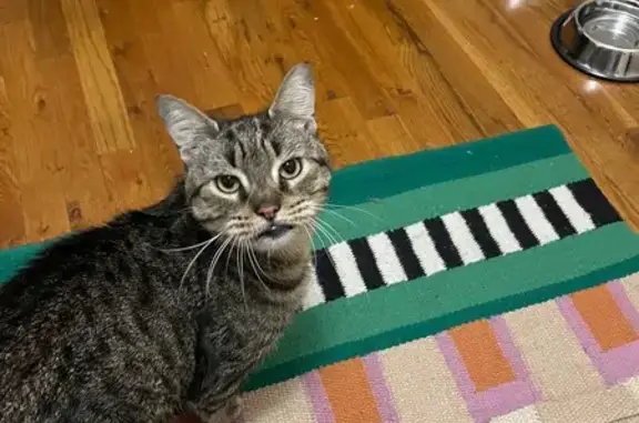 Lost male cat, 73rd Street, 501, New York - tabby with no teeth - photo