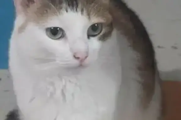 Missing cat Richfield, photo: Lost female cat, Washington Avenue South, Minneapolis - Calico with tabby pattern