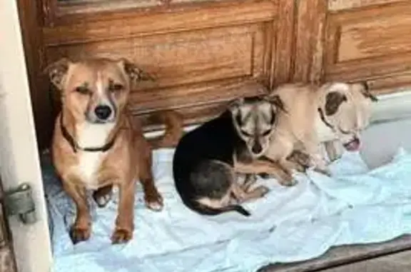 Animaux trouvés Lyon, photo: Trouvé chien, Fleuré, Lyon - 3 petits chiens