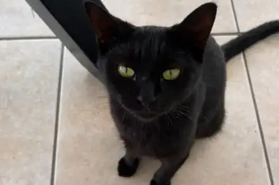 Chat perdu, Paris, photo: Chat perdu, Rue de Rome, Paris - femelle de 7 mois, poil noir