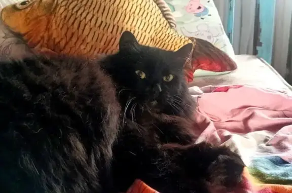 Зникла кішка, проспект Володимира Івасюка, 42-В, Київ - дуже пухнаста з жовтими очима - photo