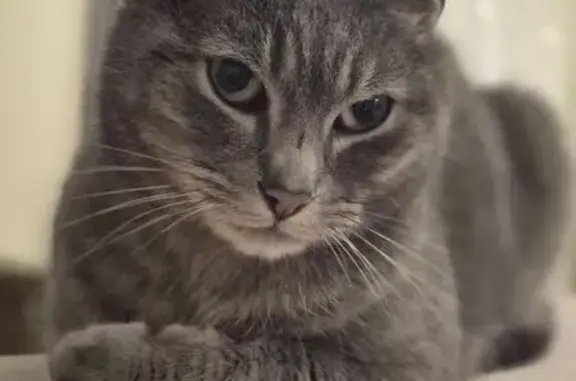 Animaux perdus Paray-le-Monial, photo: Chat perdu, Laveau, 262, Saint-Léger-lès-Paray, Paray-le-Monial - gris tigré yeux verts
