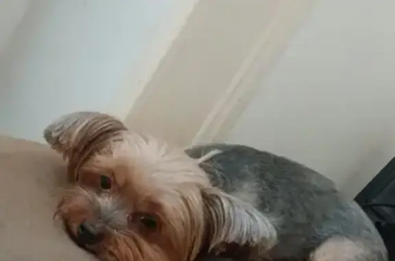 Cachorro perdido Fêmea (brl002...