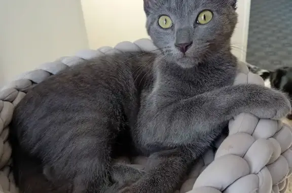 Chat perdu, Les Ardillys, 408, Luzy - gris et très gentil - photo