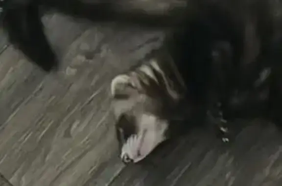 Lost and found pets Oklahoma City, photo: Lost male bird, Northwest 36th Street, Oklahoma City - named Nico