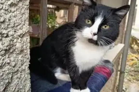 Chat perdu, Rue des Bourdes, Velleminfroy - miaule doucement et aime les câlins - photo