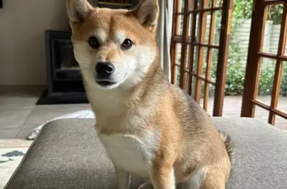 Lost female dog, Philip Kgosana Drive, Cape Town - Shiba Inu named Donna - photo