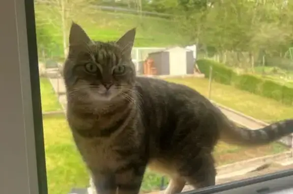 Animaux perdus Behren-lès-Forbach, photo: Chat perdu, Villerupt, Grand Est - femelle tigrée avec yeux verts