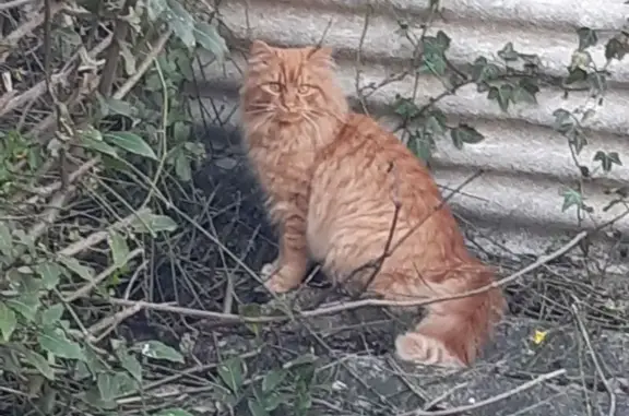 Animaux trouvés Brive-la-Gaillarde, photo: Trouvé Chat, Avenue Jean Baptiste Fournial, Brive-la-Gaillarde