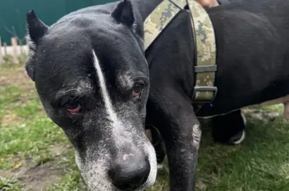 Знайдено собаку Новосілки, фото: Знайдено собаку, чоловічий, вулиця Юлії Здановської, 56, Київ - худа та голодна