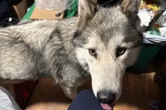 Missing dog Great Falls, photo: Lost female dog, Great Falls, Montana - yellow eyed husky/shepard mix