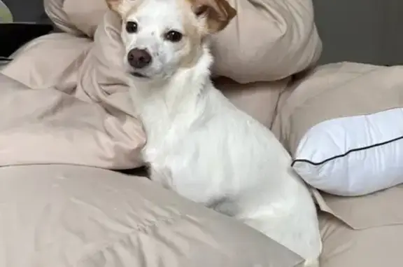 Lost female dog, Joda Drive, 8475, Brighton - small white with orange spotting - photo