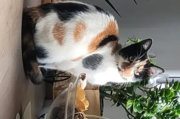 Chat perdu, Rue du Château d'Eau, Sin-le-Noble, Paris - femelle tachetée sans collier - photo