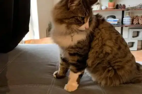 Lost male cat, Southeast Carmen Way, 334, Madras - clipped left ear - photo