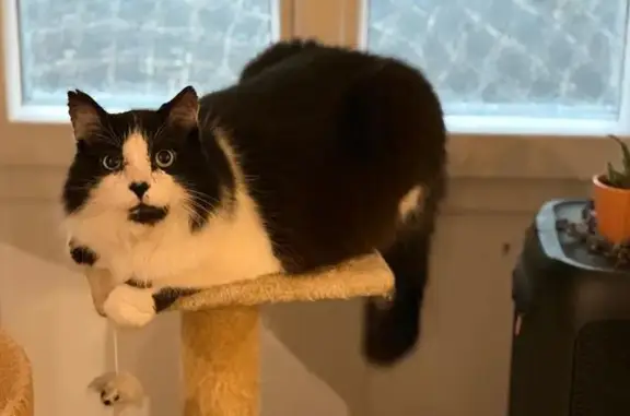Chat perdu, Rue des Martres, Cébazat, Paris - mâle peureux - photo