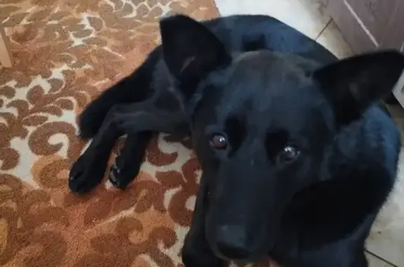 Зник собака, вулиця Івана Підк...