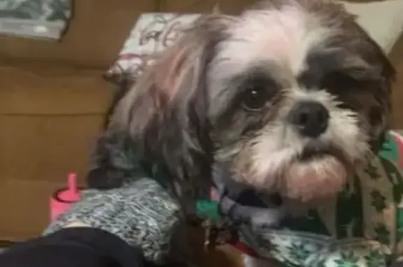 Lost male dog, Avery, Kansas City - petite Shihtzu with gray brindle spots - photo