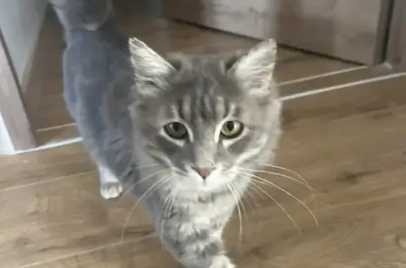 Animaux trouvés Velaux, photo: Trouvé chat mâle, Avenue du Général Leclerc, Velaux
