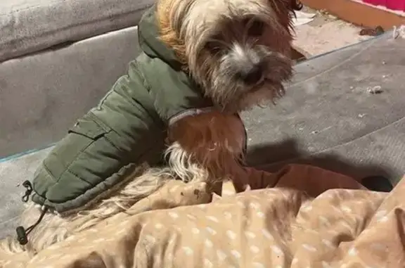 Lost female dog, Brooklyn Avenue Northeast, Seattle - golden Yorkipoo - photo