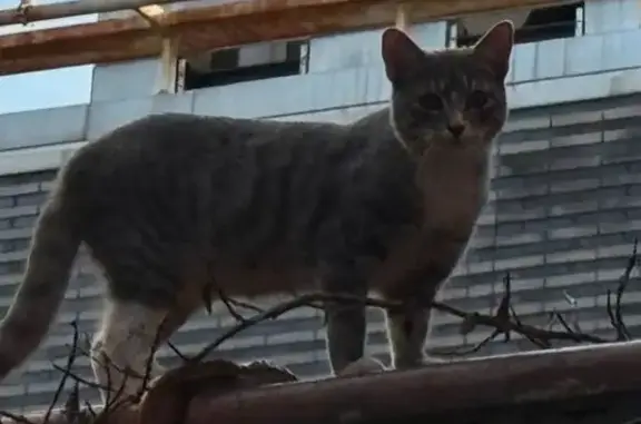 Lost female cat, Monitor Street, Brooklyn - tabby with distinct dark stripes - photo