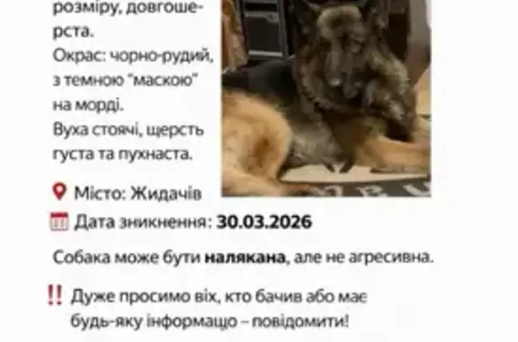 Зник собака, вулиця Василя Стуса, Жидачів - велика довгошерста німецька вівчарка - photo