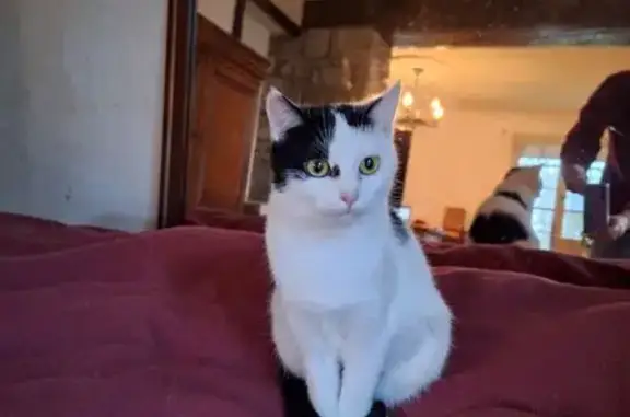 Animaux perdus Fouesnant, photo: Perdu chat femelle, Fouesnant, Paris - blanche et noire