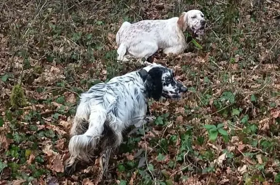 Perdu chien, Taillecavat, Duras - 2 setters anglais - photo