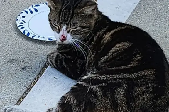 Lost and found pets Anaheim, photo: Found female cat, North Anaheim Boulevard, 940, Anaheim - blue collar with a bell